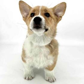 Pembroke Welsh Corgi