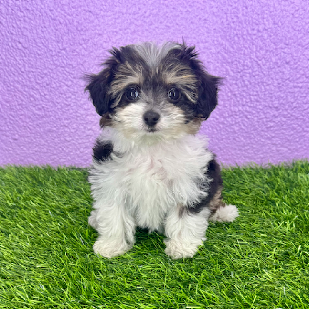Image of a pet breed in the gallery