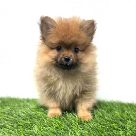 Pomeranian