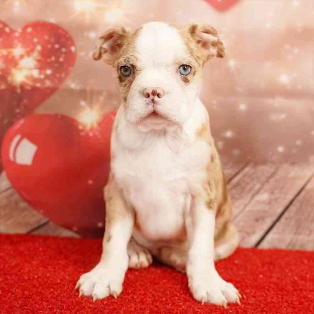 Image of a pet breed in the gallery