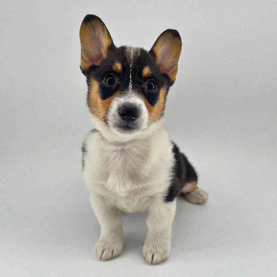 Pembroke Welsh Corgi