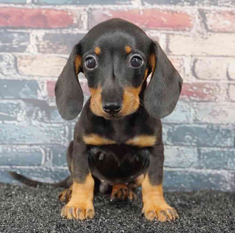 Image of a pet breed in the gallery