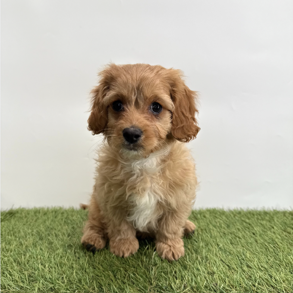 Image of a pet breed in the gallery