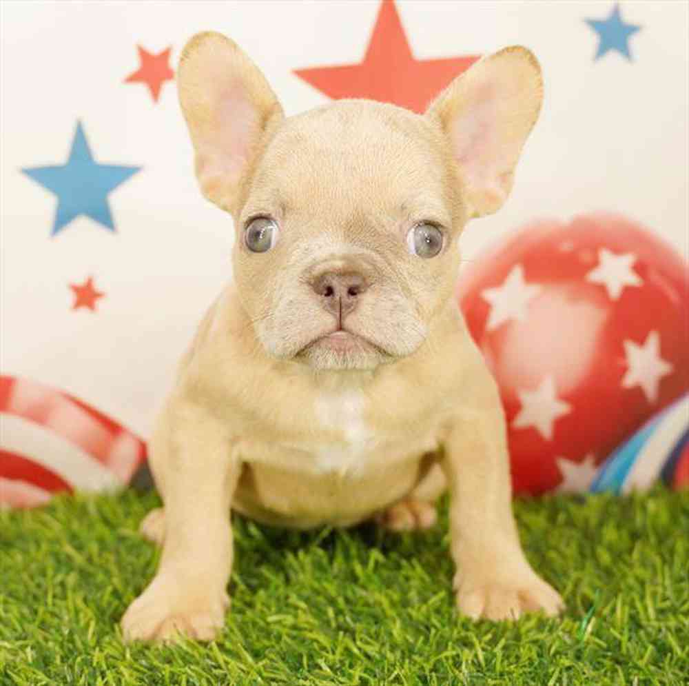 pet breed image