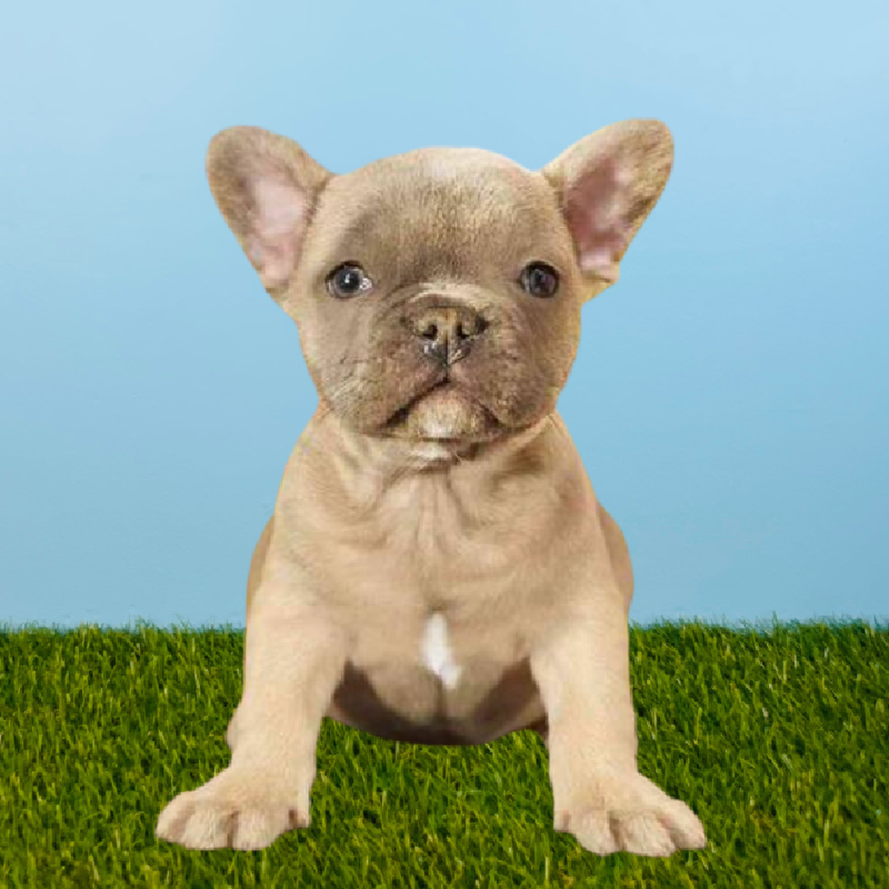 Female French Bulldog Puppy for Sale in Pasadena, TX