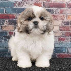 Shih Tzu