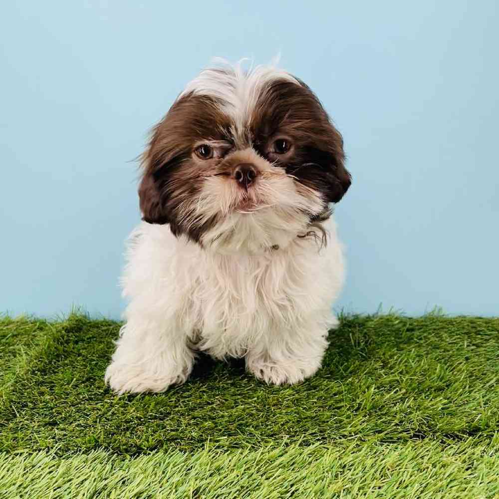 pet breed image