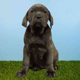 Neopolitan Mastiff
