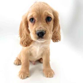 Cocker Spaniel