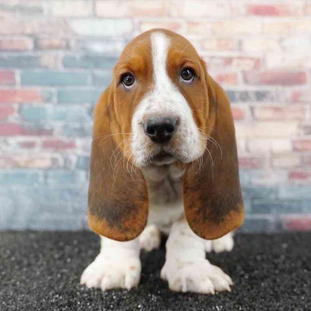 Image of a pet breed in the gallery