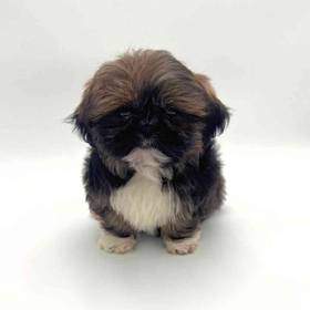 Shih Tzu