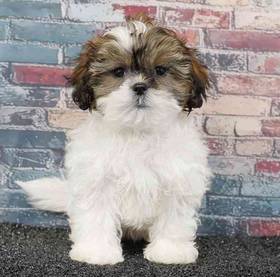 Shizapoo