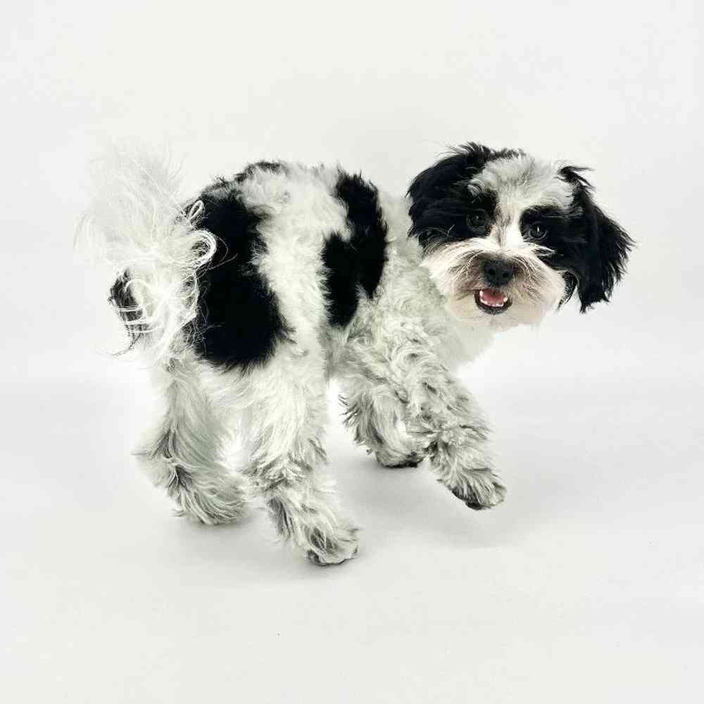 carousel pet images