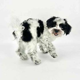 Shizapoo
