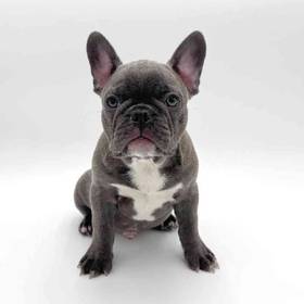 Frenchton