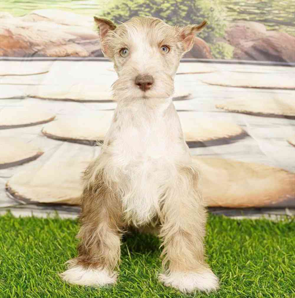 Image of a pet breed in the gallery