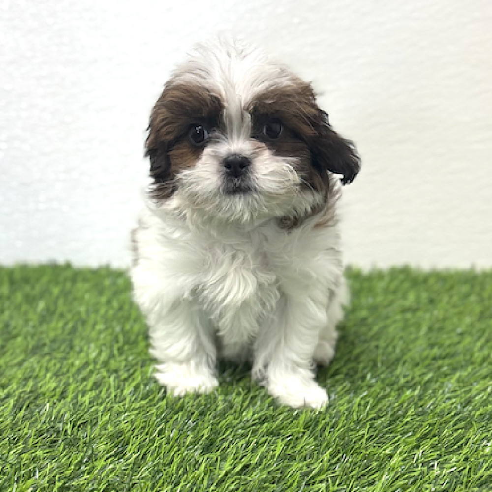 Image of a pet breed in the gallery