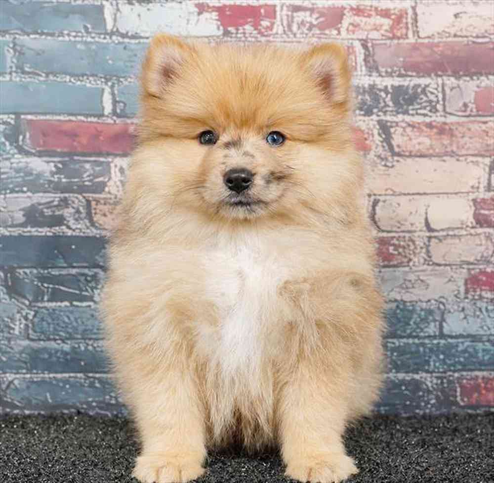 carousel pet images