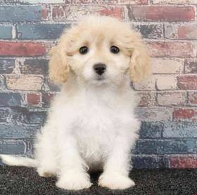 Cavachon