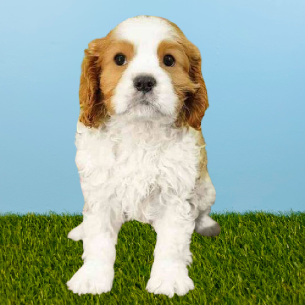 Male Cavalier King Charles Spaniel Puppy for Sale in Pasadena, TX