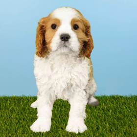 Cavalier King Charles Spaniel