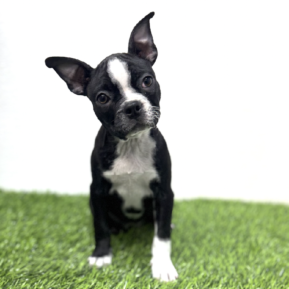 Image of a pet breed in the gallery