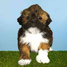 Lhasa Apso