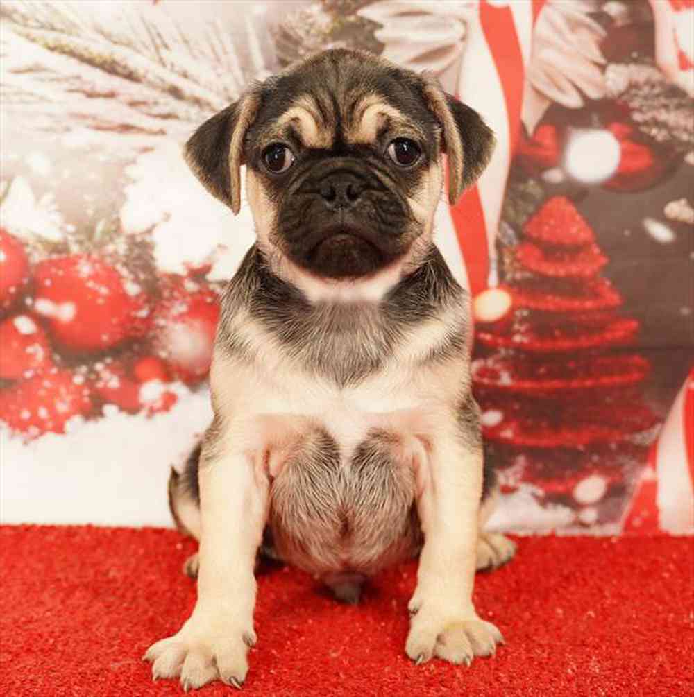 Image of a pet breed in the gallery