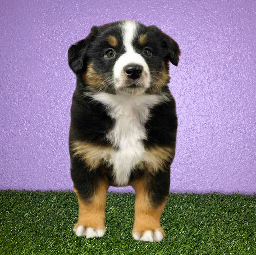 Male Australian Shepherd Puppy for Sale in New Braunfels, TX