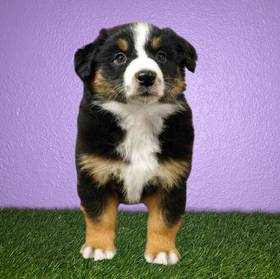 Australian Shepherd