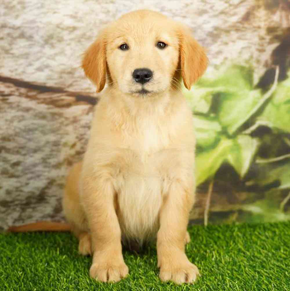 Image of a pet breed in the gallery