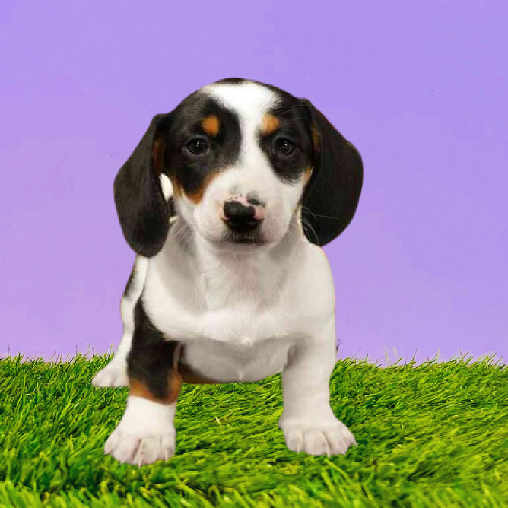 carousel pet images