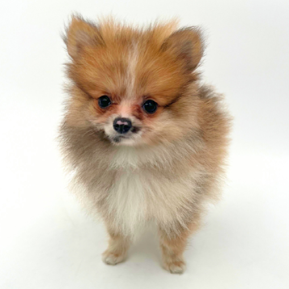 carousel pet images