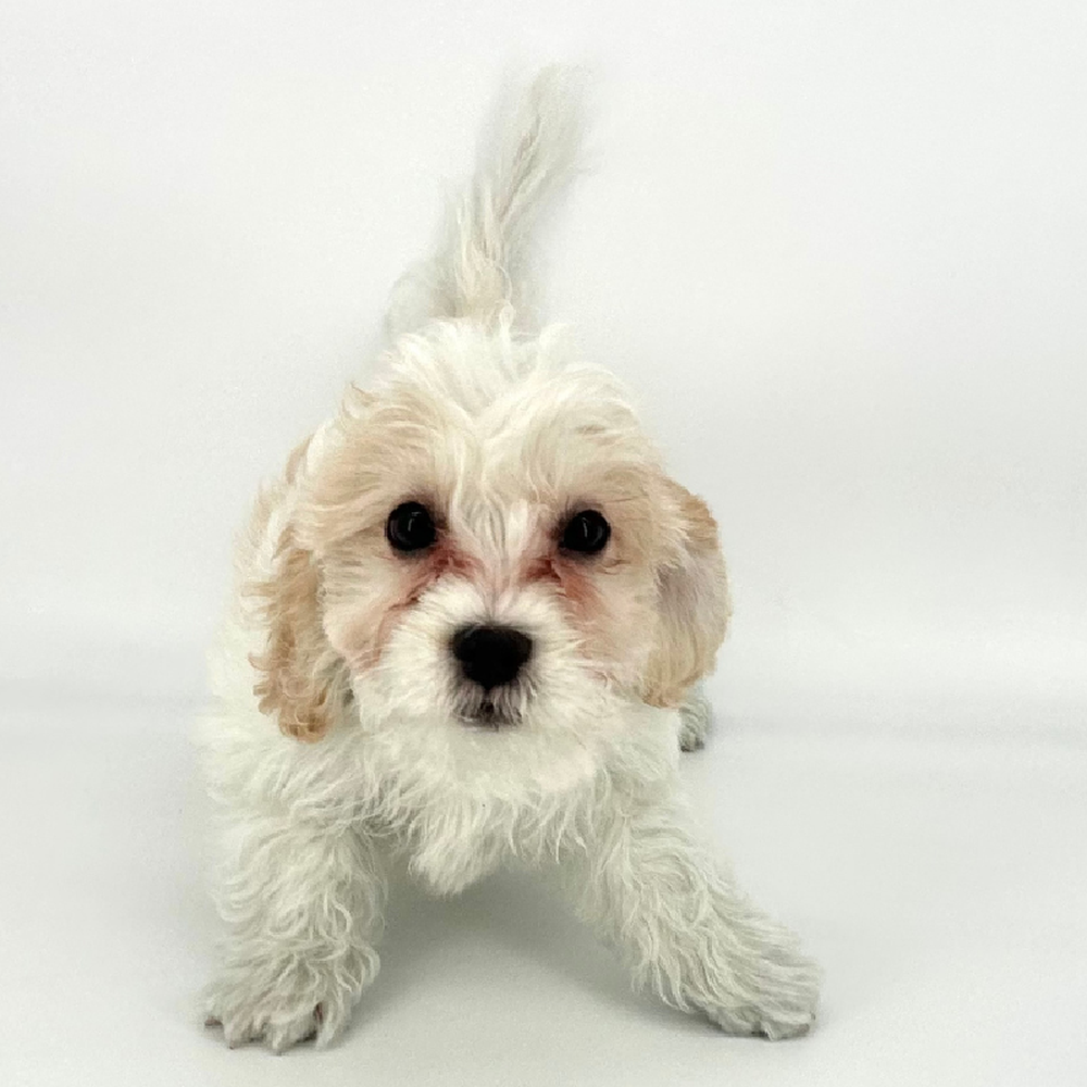 carousel pet images