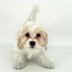 Cavachon