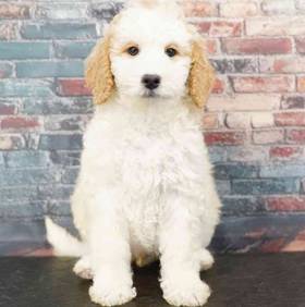 2nd Gen Mini Goldendoodle
