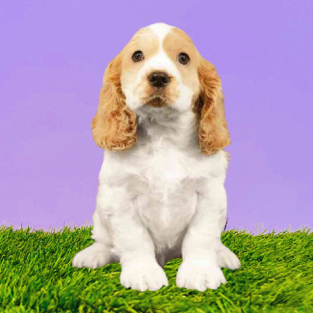 carousel pet images
