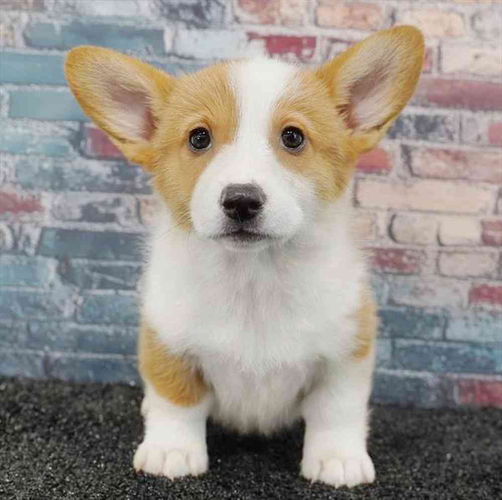 Image of a pet breed in the gallery