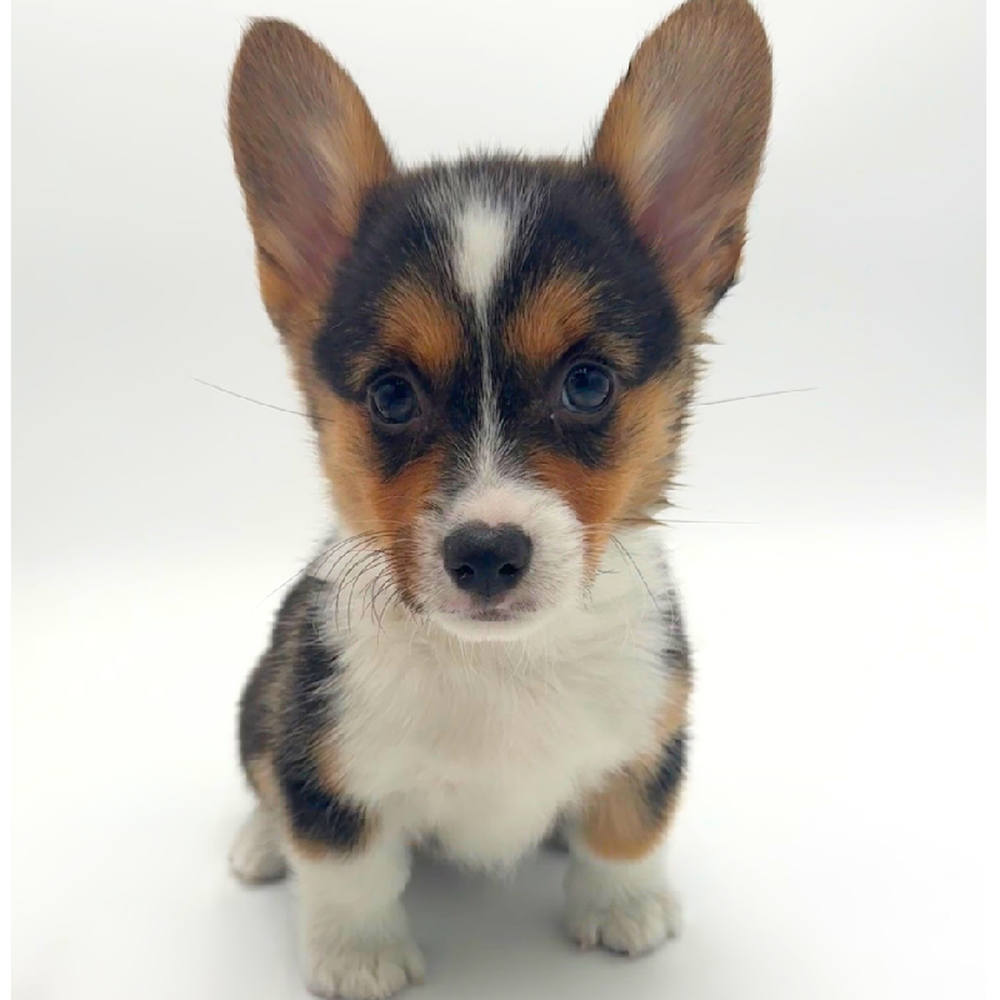 Image of a pet breed in the gallery