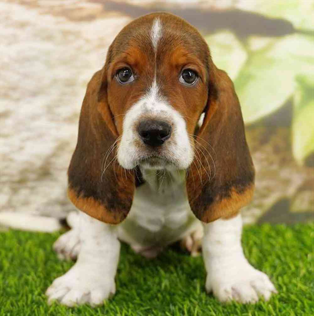 Image of a pet breed in the gallery