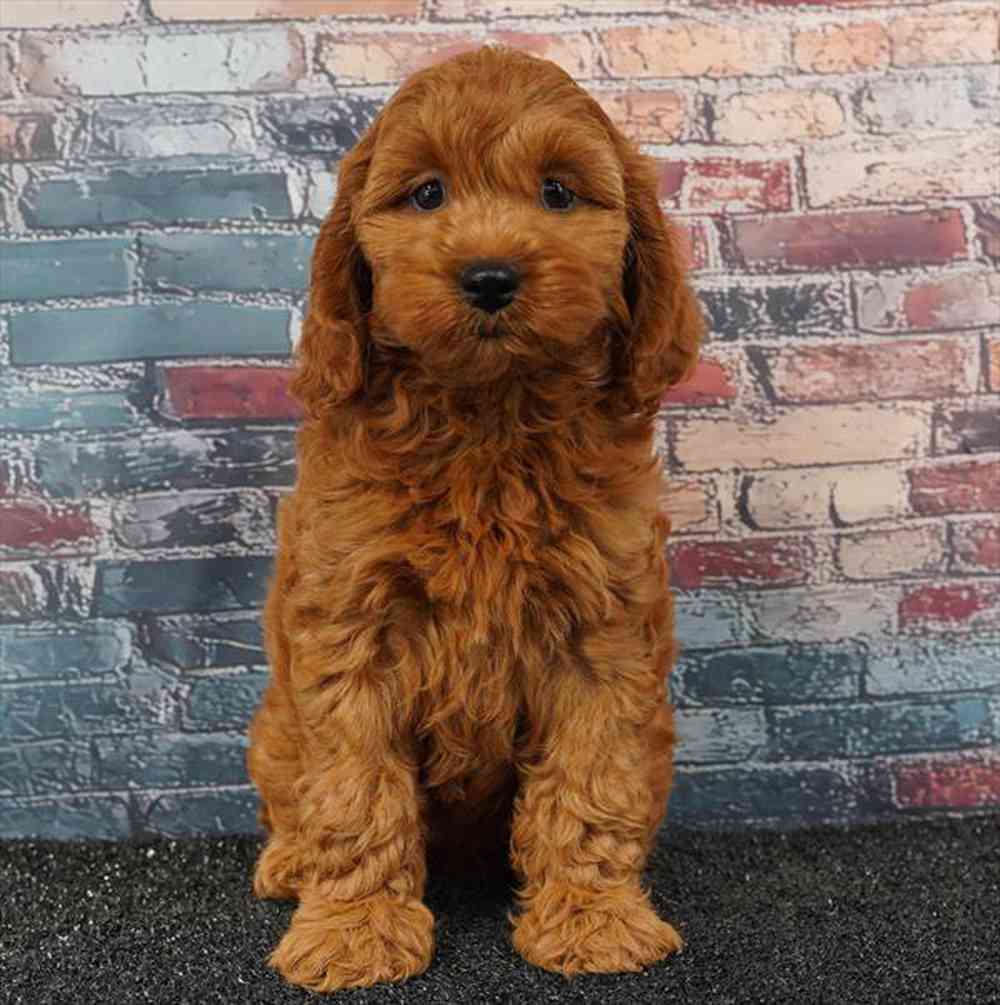 carousel pet images