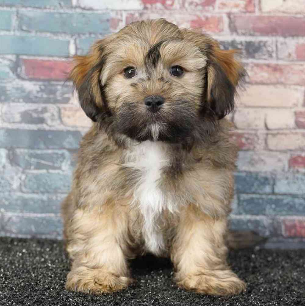 Image of a pet breed in the gallery