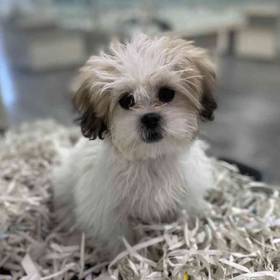 Teddy Bear