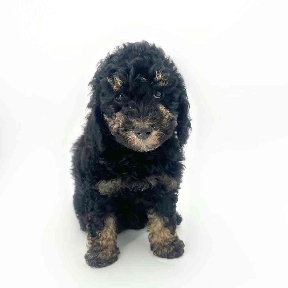 pet breed image