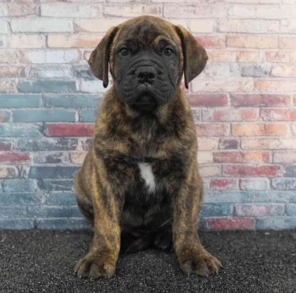 pet breed image
