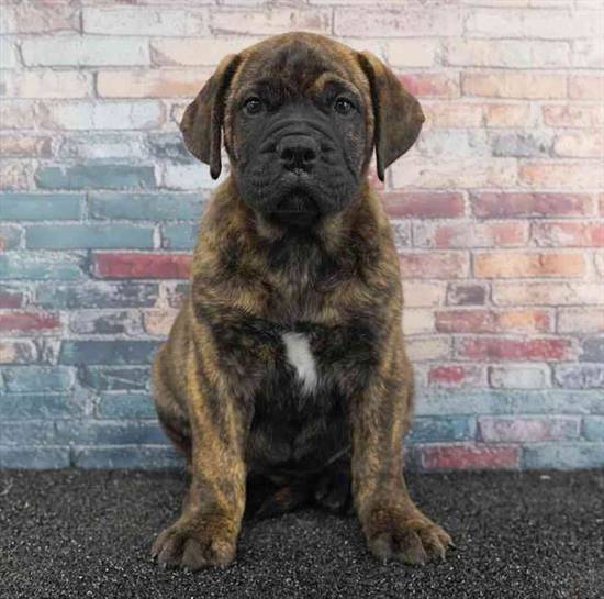 Bullmastiff
