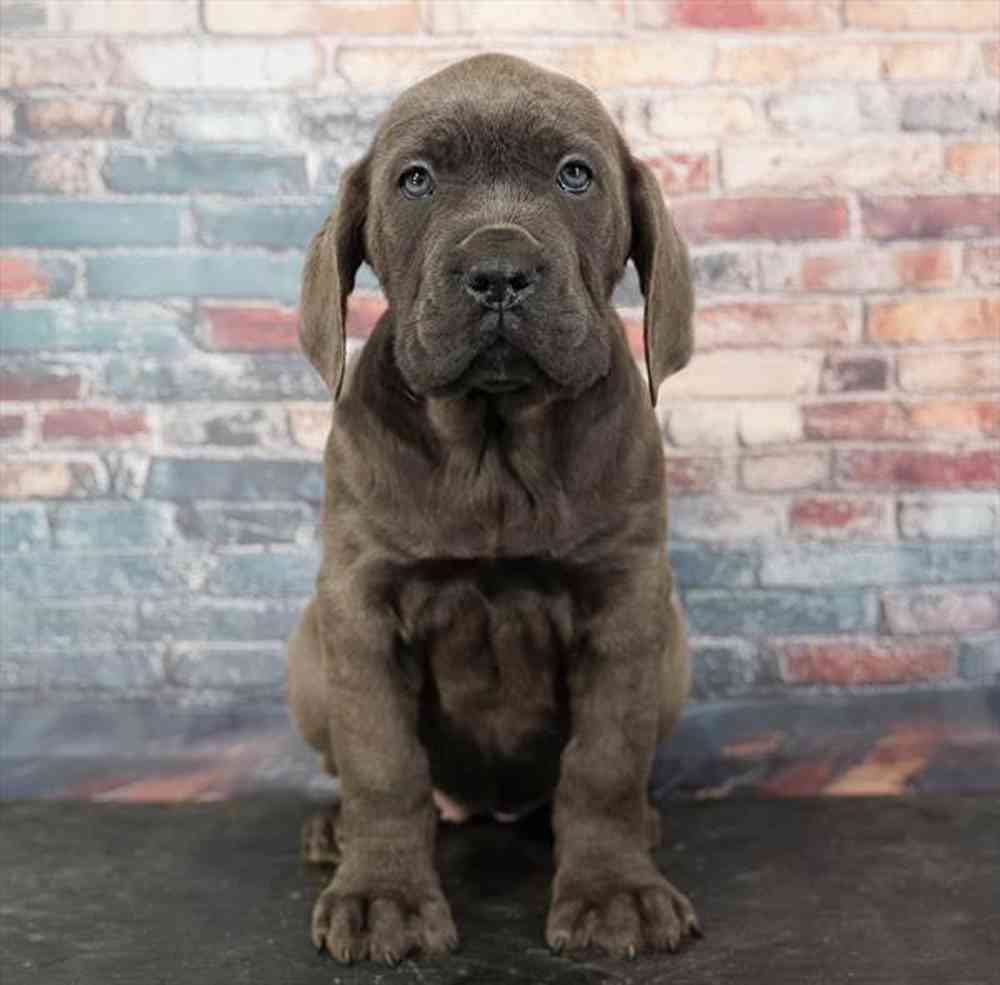 Image of a pet breed in the gallery