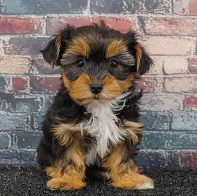 Yorkie