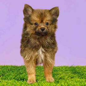 Pomeranian