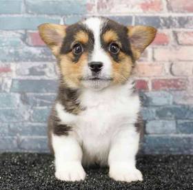 Pembroke Welsh Corgi